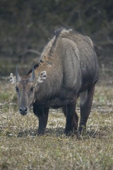 nilgai